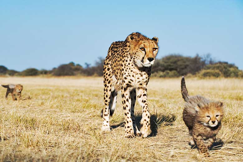 Cheetah with cubs