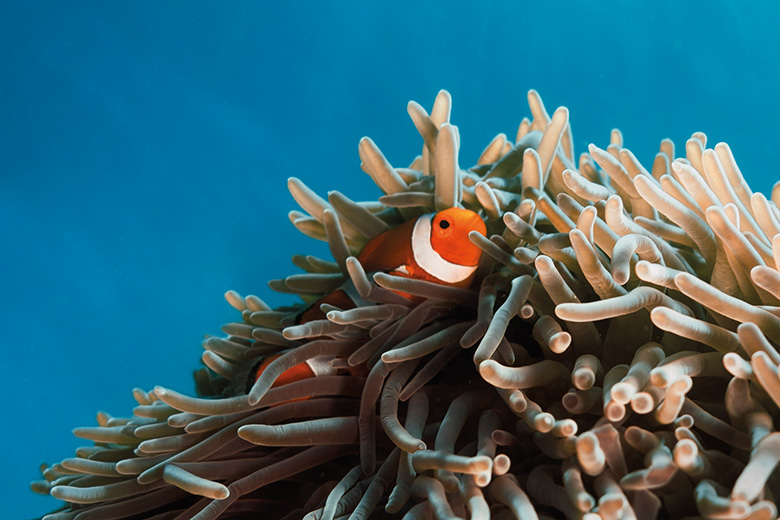 Clown fish hiding among anemone