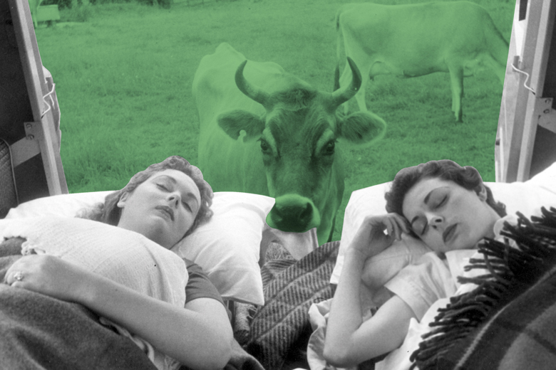 cow-peering-at-women-asleep