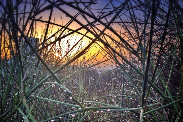 Dew drops on twigs at sunrise