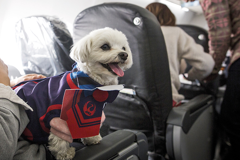 Dog on a plane