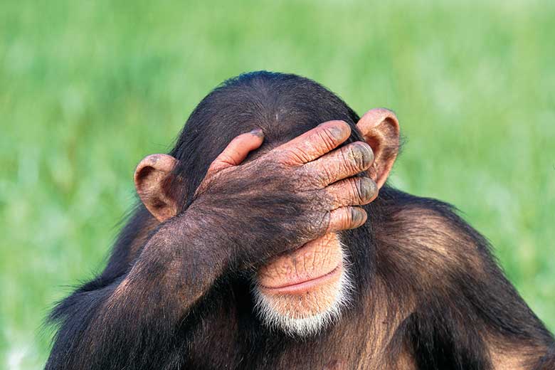 Embarrassed chimpanzee with head in hands