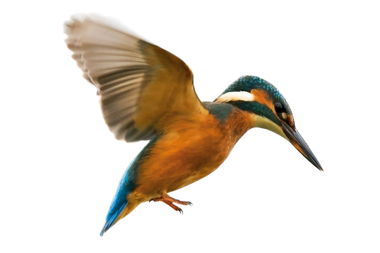 Kingfisher bird in flight