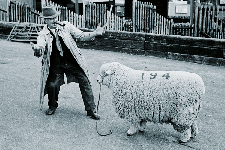 Man standing in front of sheep