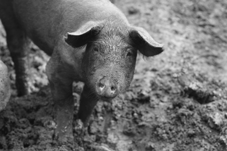 Pig standing in mud