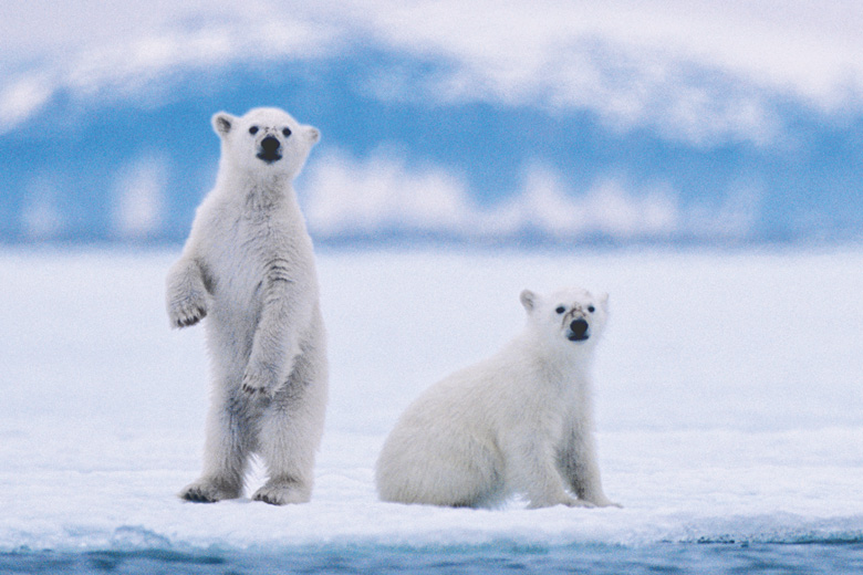 Polar bear cubs looking into camera, Svalbard archipelago