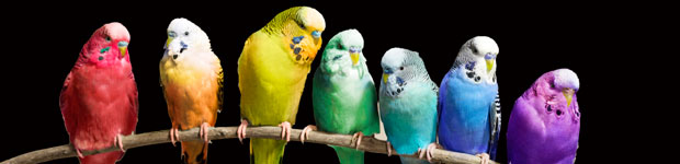 Multi-coloured budgies on branch