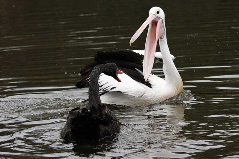 pelican-vs-swan