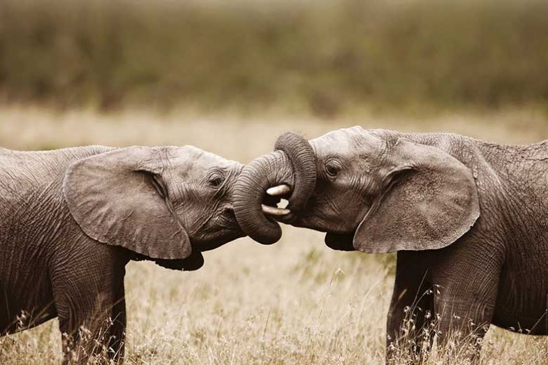 african-elephants-huawei-collaboration