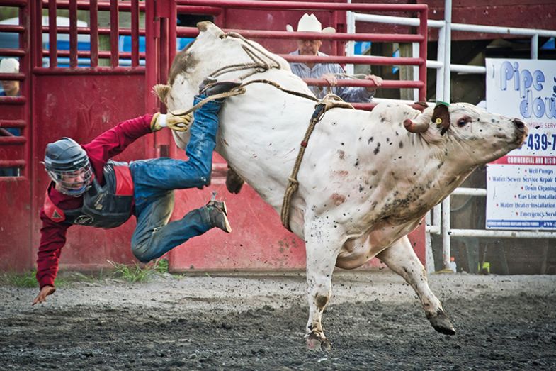 A bull bucking at a rodeo