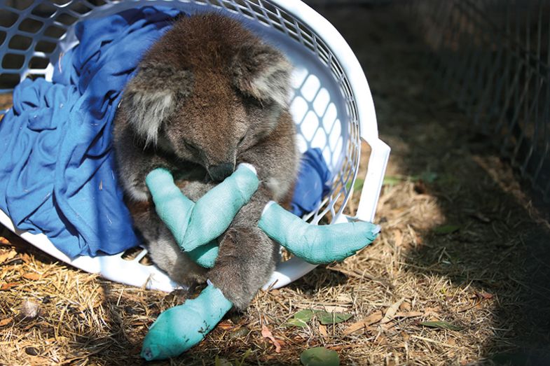 Many koalas on Kangaroo Island were severely injured as the fires burned uncontrollably