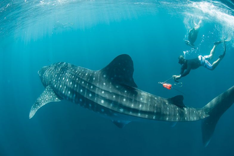 Tagging a whale shark
