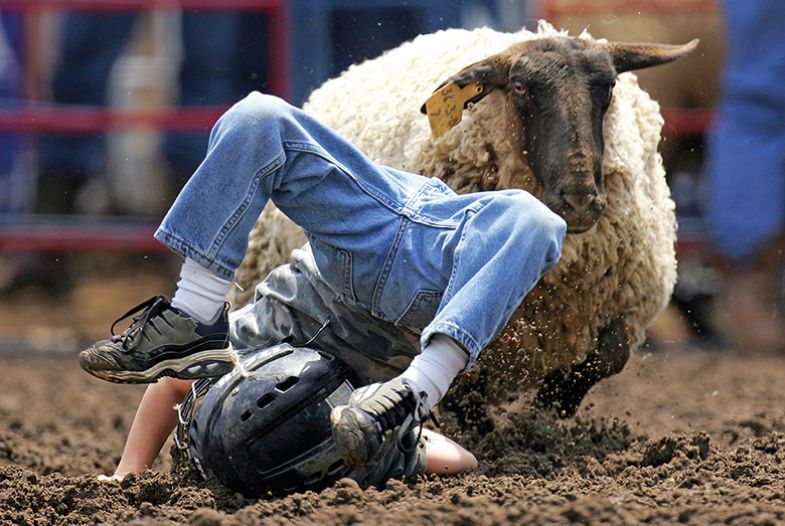 A person on the ground having been thrown off the back of a sheep