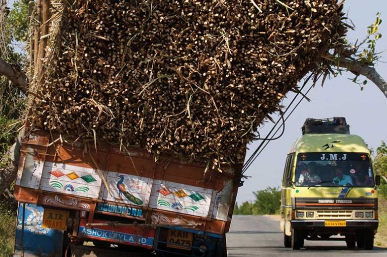 Truck loaded with wood in India