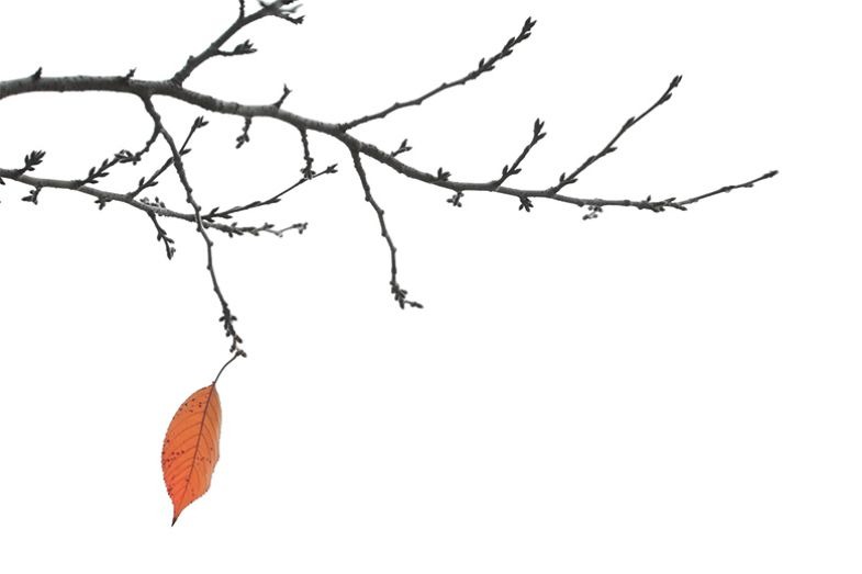 Branch with one leaf