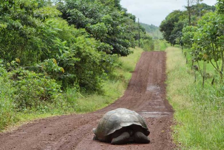 tortoise-on-track