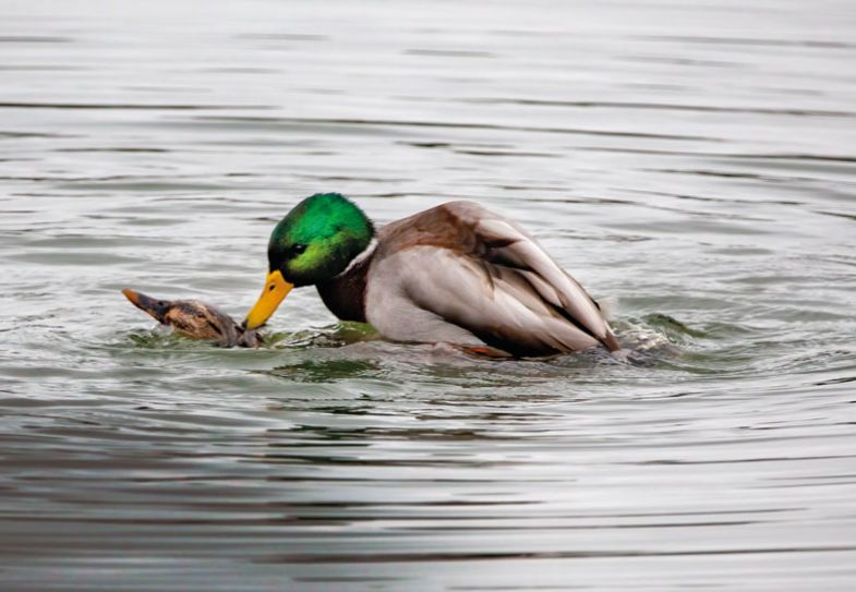 Duck fighting another duck to illustrate A ban is needed because of the power dynamic, which is ripe  for abuse