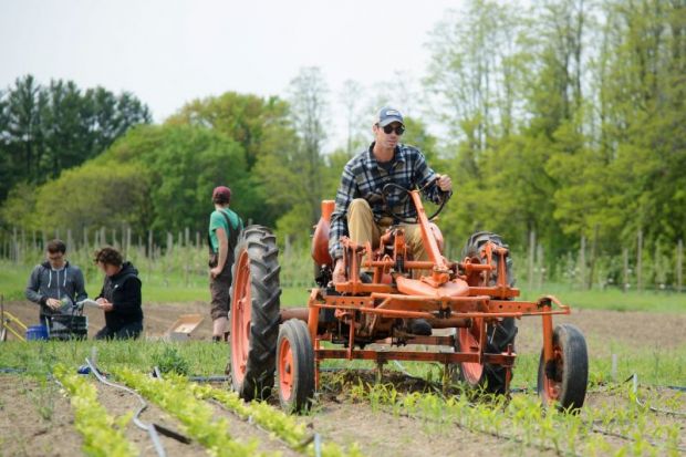 Evan Hoyt hoes corn with a tractor on a University of Vermont farm