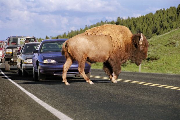 A buffalo obstructing traffic