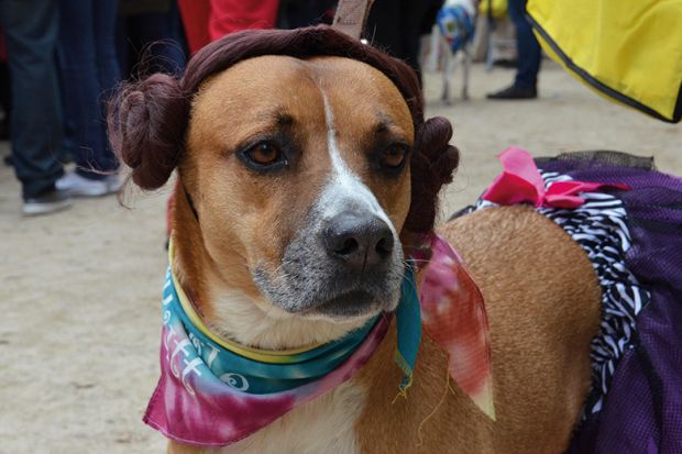 A dog with scarves around its neck