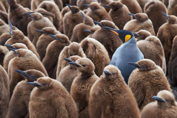 Adult king penguin standing among young penguins
