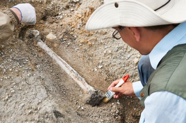 Archaeologist in a field expedition cleans excavated bone from soil