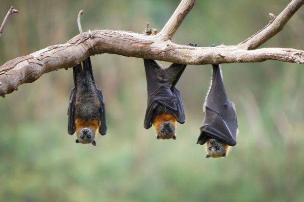 Three bats hanging upside down