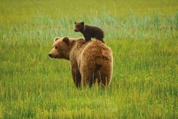 bear cub on mums back