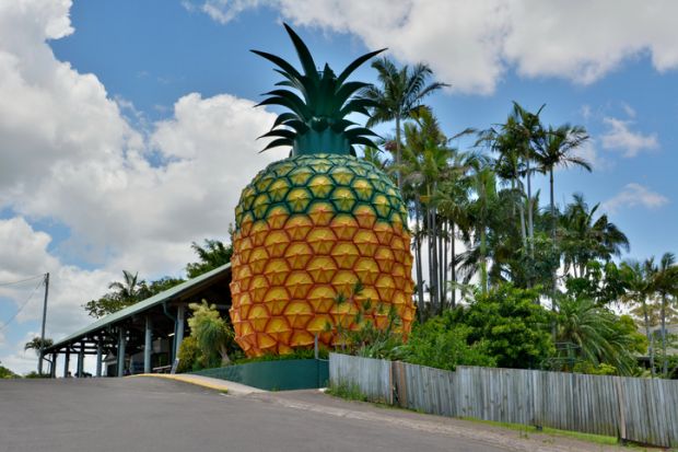 Big Pineapple in Woombye