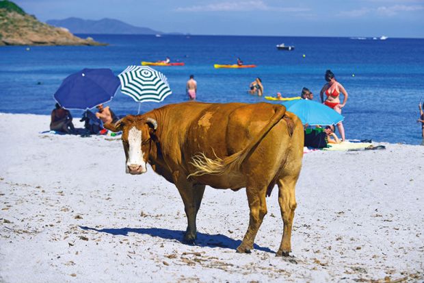 Bull on the beach