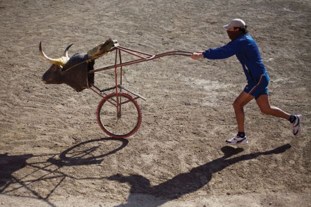 Bullfighter pushing stuffed bull's head on bicycle wheel