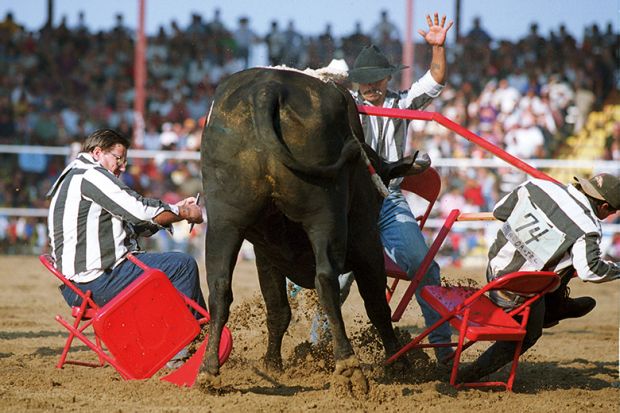 A bull at a rodeo