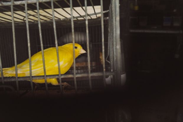 Caged canary