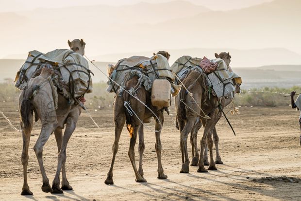 A train of camels