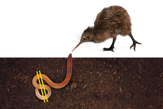 Kiwi bird digs up worm