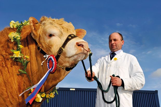 Blonde Aquataine champion bull with rosettes and garland of flowers at a sale in Cumbria