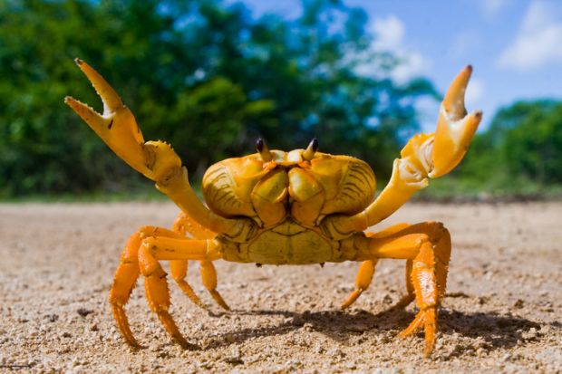 A crab with pincers raised