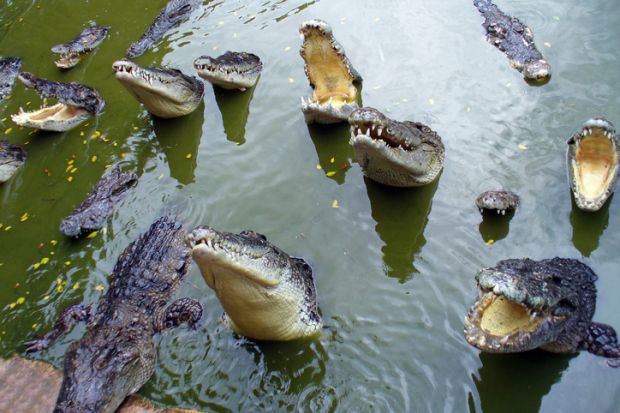 Crocodiles with open mouth in the water