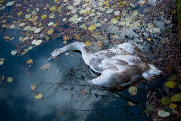 a dead swan