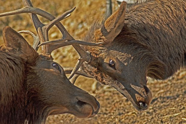 Two deer lock horns, symbolising a two-sided debate