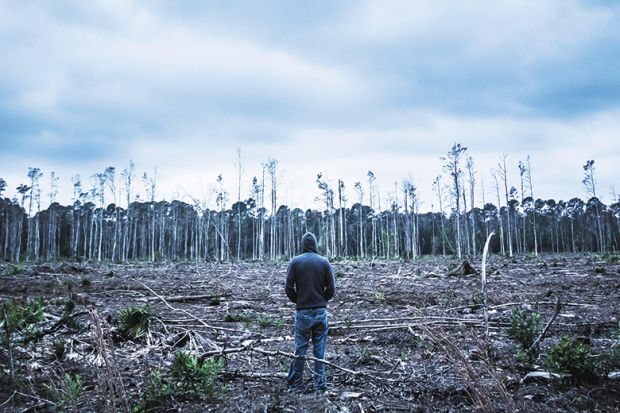 Man stands looking at felled forest