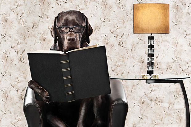 dog book lamp