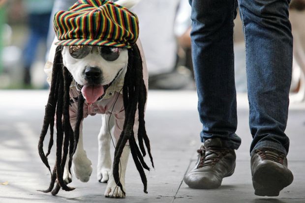 Dog dressed as rastafarian