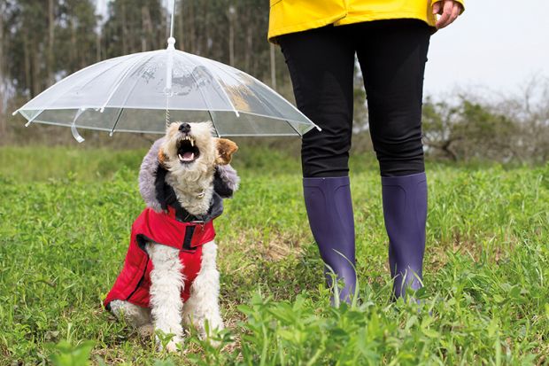 Research on opinions of academics produces metaphors such as ‘fox terrier’, similar to the dog sitting under an umbrella in a red jacket