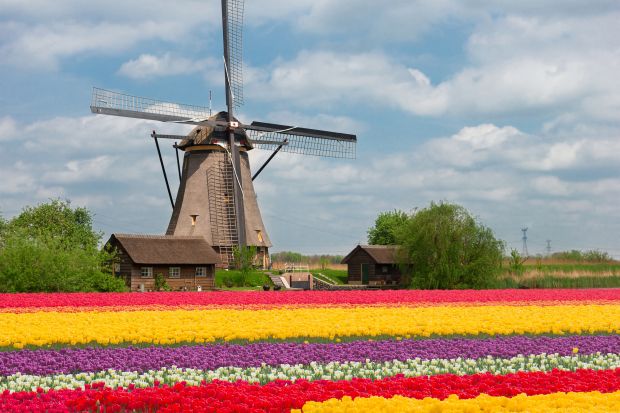 Tulips and windmills in Netherlands