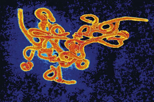 Ebola virus