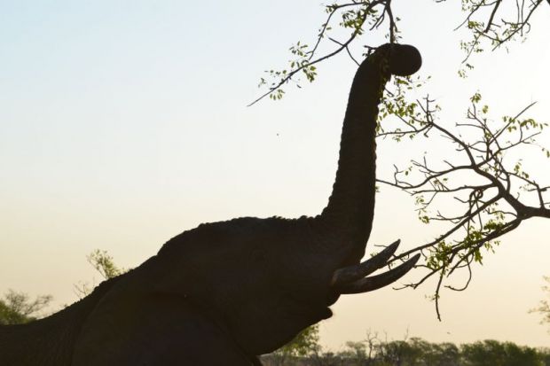 iStock_Elephant reaching for a branch