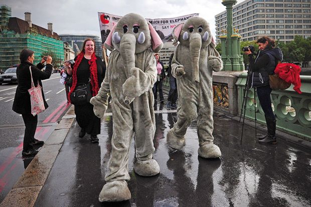 elephants march