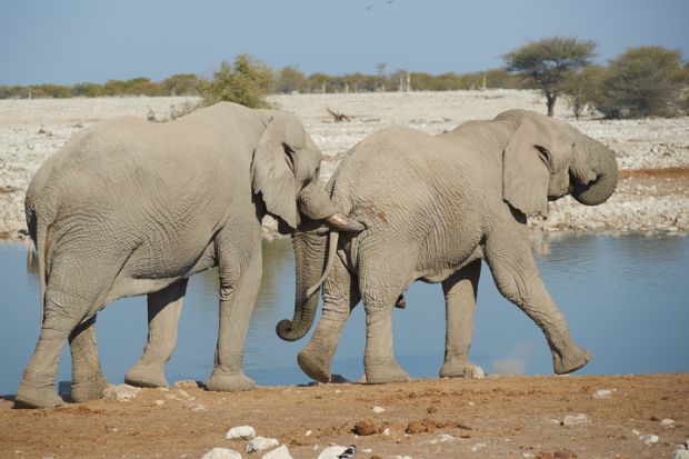 Elephants nudging