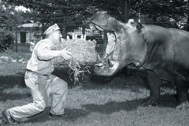 Feeding a hippo